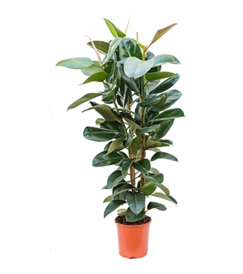 Ficus robusta XL kamerplant