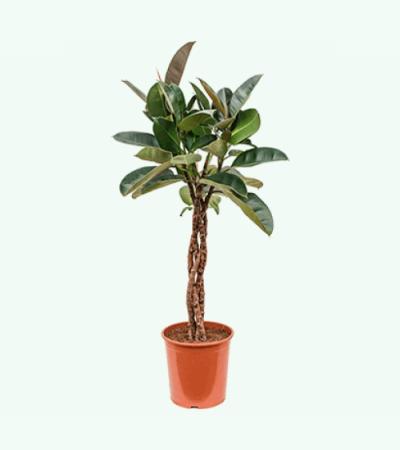 Ficus robusta gevlochten M kamerplant