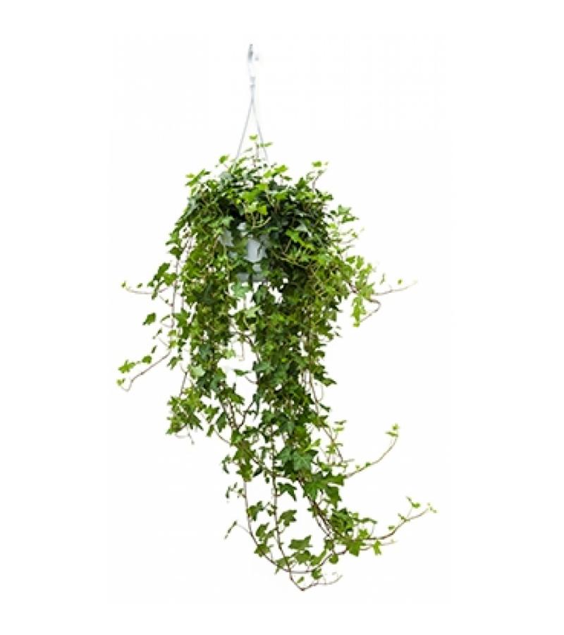 Hedera helix pittsburgh S hangplant