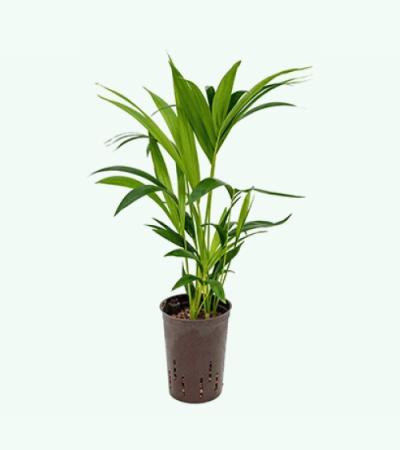 Kentia palm forsteriana hobart hydrocultuur plant