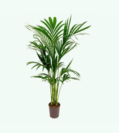 Kentia palm forsteriana ballina hydrocultuur plant