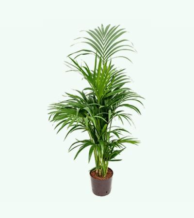 Kentia palm forsteriana pureba hydrocultuur plant