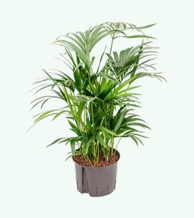 Kentia palm forsteriana grafton hydrocultuur plant