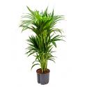Kentia palm forsteriana cairns hydrocultuur plant