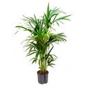 Kentia palm forsteriana brisbane hydrocultuur plant