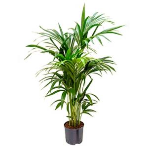 Kentia palm forsteriana brisbane hydrocultuur plant