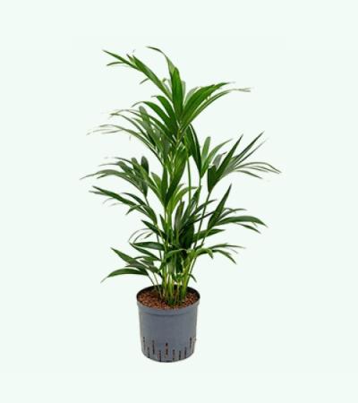 Kentia palm forsteriana perth hydrocultuur plant