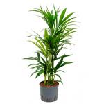 Kentia palm forsteriana bunbury hydrocultuur plant