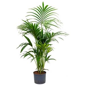 Dagaanbieding - Kentia palm forsteriana yamba hydrocultuur plant dagelijkse koopjes