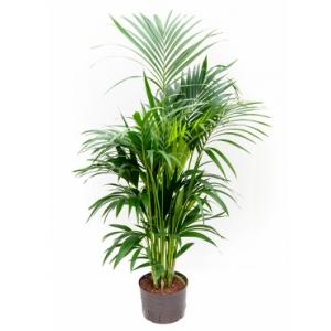 Kentia palm forsteriana melbourne hydrocultuur plant