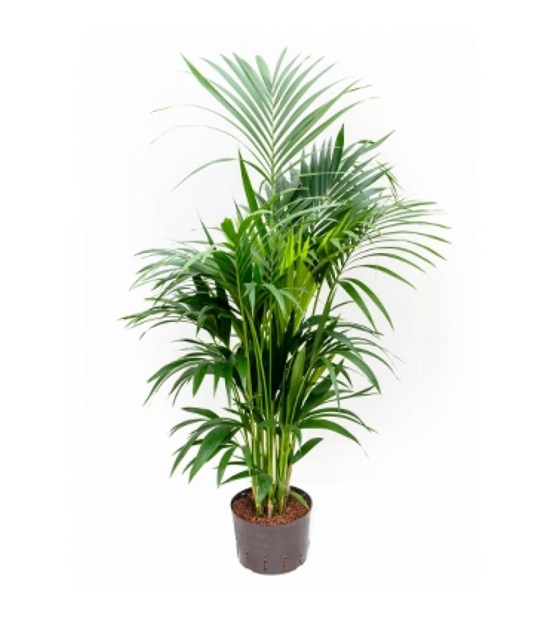 Kentia palm forsteriana melbourne hydrocultuur plant
