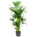 Kentia palm forsteriana sydney hydrocultuur plant