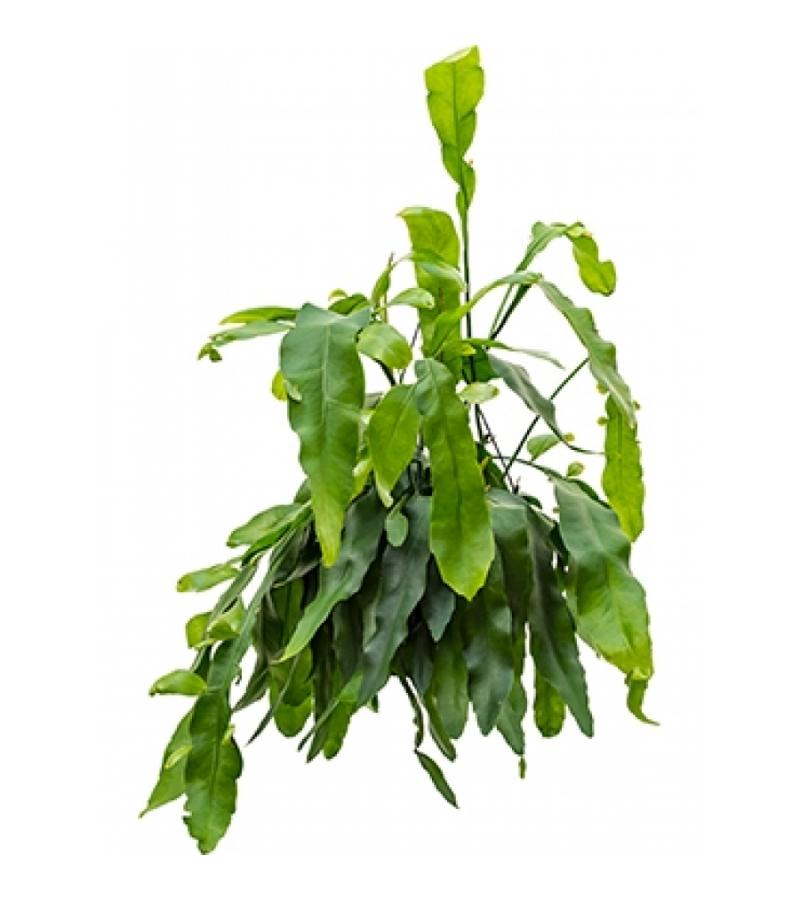 Lepismium cactus oxypeltatum hangplant