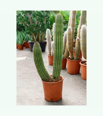 Marshallocereus cactus thurberii L kamerplant