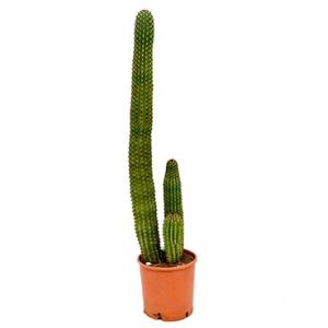 Dagaanbieding - Marshallocereus cactus thurberii XL kamerplant dagelijkse koopjes