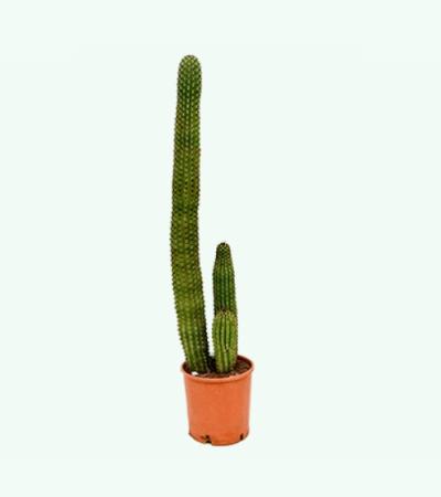 Marshallocereus cactus thurberii XL kamerplant