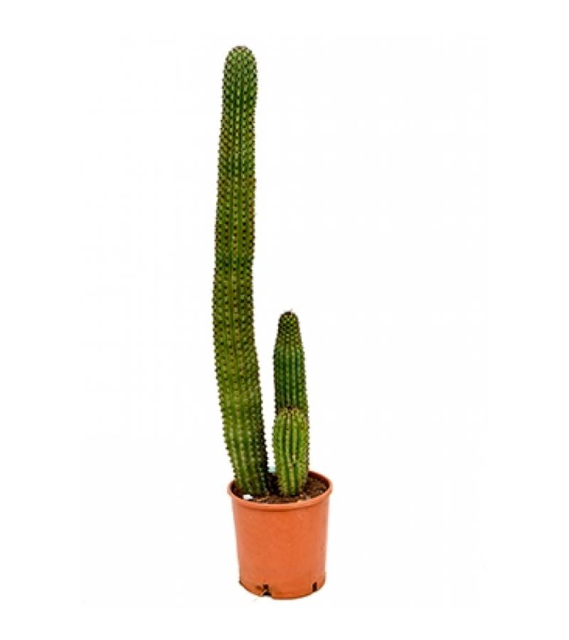 Marshallocereus cactus thurberii XL kamerplant