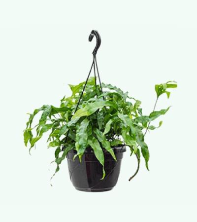 Microsorum diversifolium varen hangplant