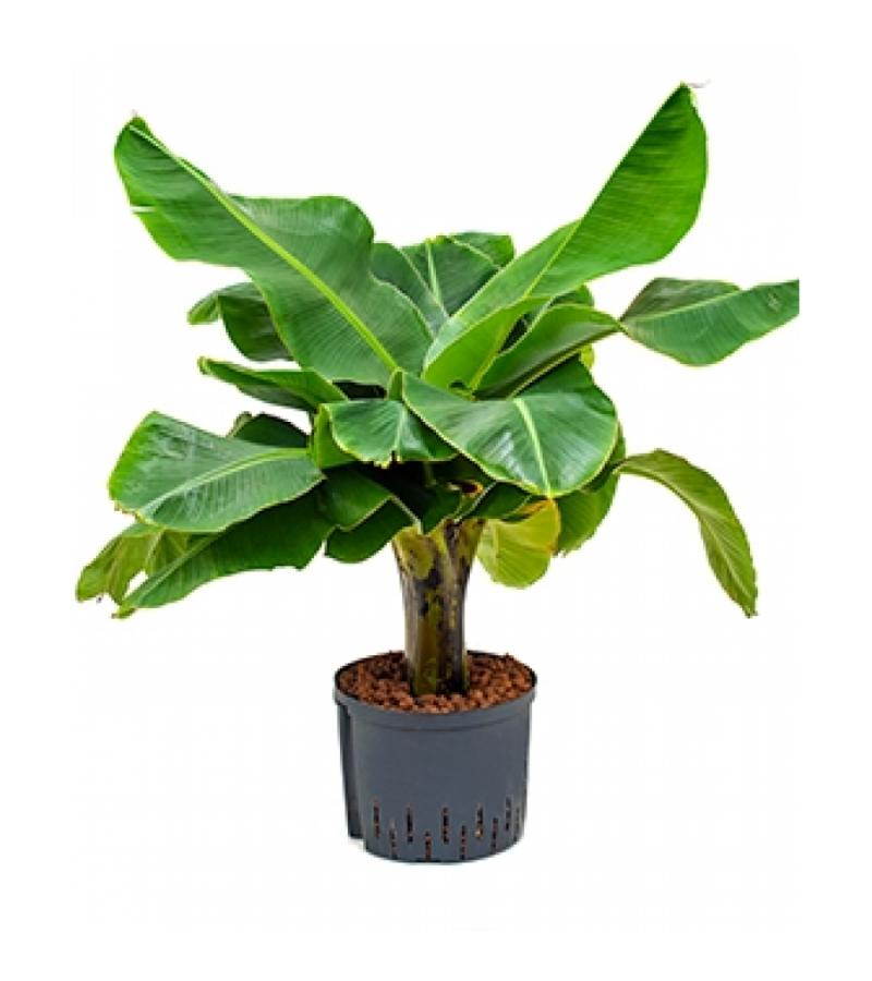Bananenplant Musa dwarf cavendish hydrocultuur plant