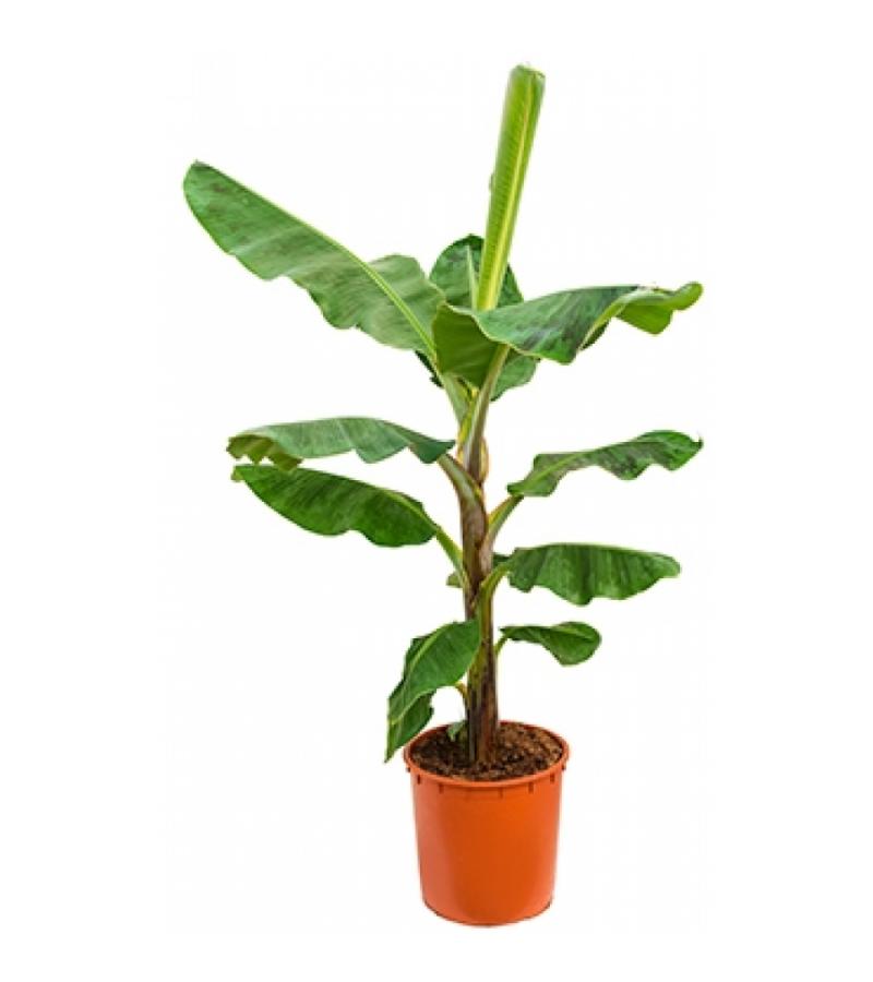 Bananenplant musa dwarf cavendish XL kamerplant