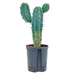 Myrtillocactus geometrizans S hydrocultuur plant