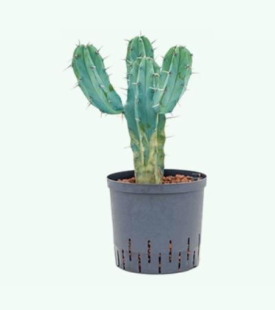 Myrtillocactus geometrizans M hydrocultuur plant