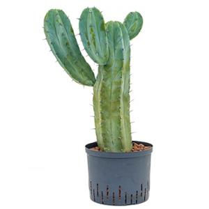 Myrtillocactus geometrizans L hydrocultuur plant