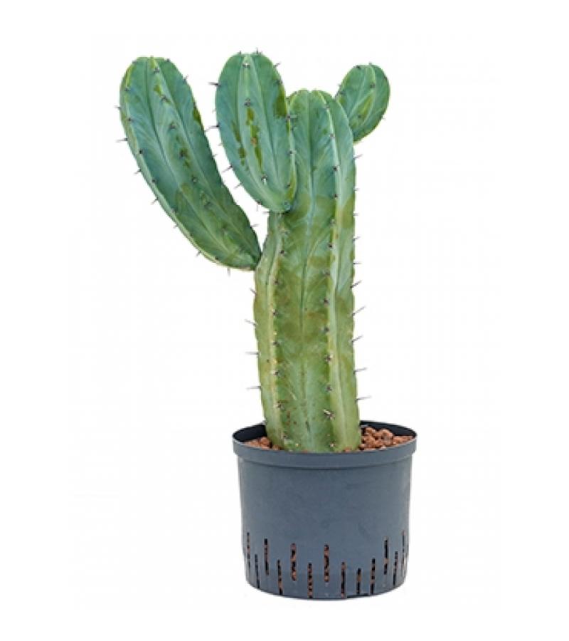 Myrtillocactus geometrizans L hydrocultuur plant