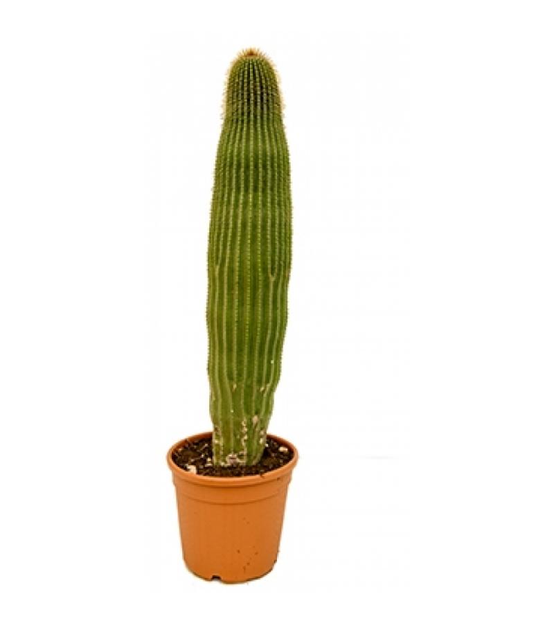 Neobuxbaumia cactus polylopha L kamerplant