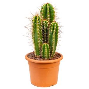 Dagaanbieding - Neocardenasia cactus herzogiana kamerplant dagelijkse aanbiedingen