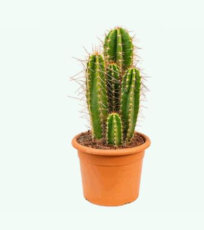 Neocardenasia cactus herzogiana kamerplant