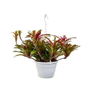 Neoregelia fireball hangplant