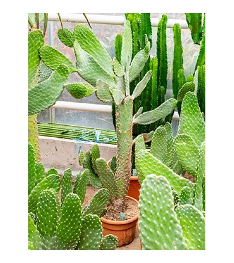 Opuntia cactus consolea XL kamerplant