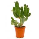 Opuntia cactus consolea L kamerplant