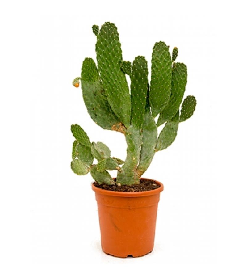 Opuntia cactus consolea L kamerplant