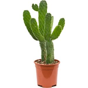 Opuntia cactus consolea S kamerplant