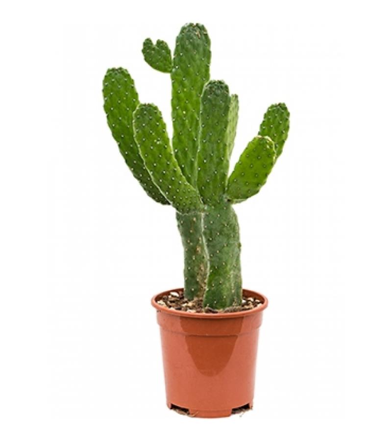 Opuntia cactus consolea S kamerplant