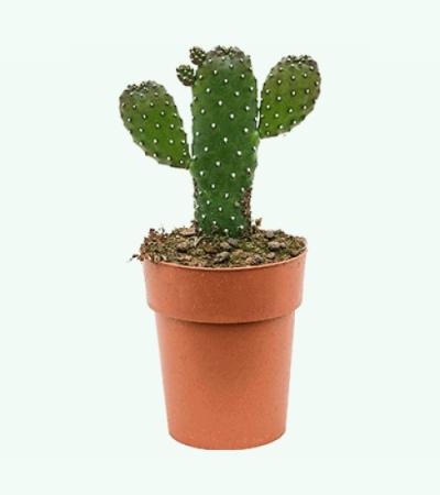 Opuntia cactus consolea XS kamerplant