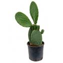 Opuntia cactus indica P kamerplant