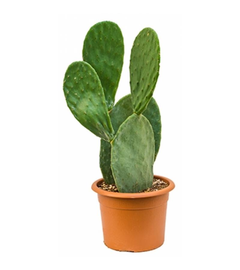 Opuntia cactus indica S kamerplant