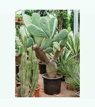 Opuntia cactus indica L2 kamerplant