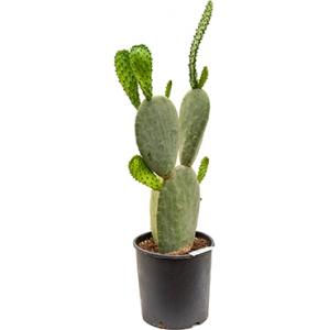 Opuntia cactus indica L kamerplant