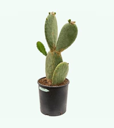Opuntia cactus indica M kamerplant