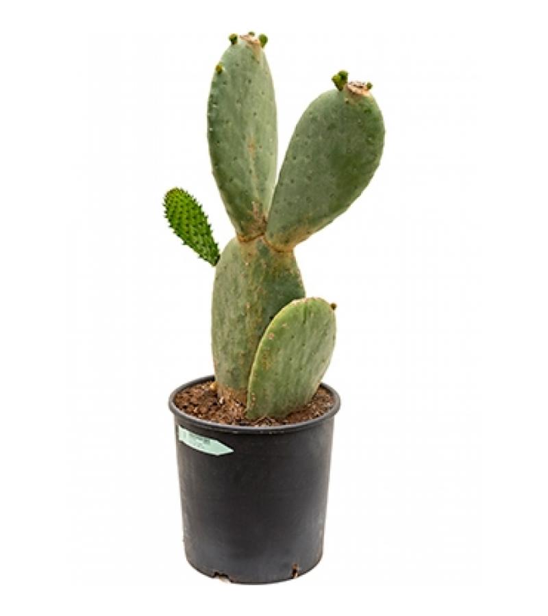 Opuntia cactus indica M kamerplant