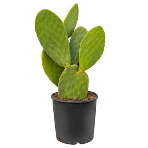 Opuntia cactus indica L1 kamerplant