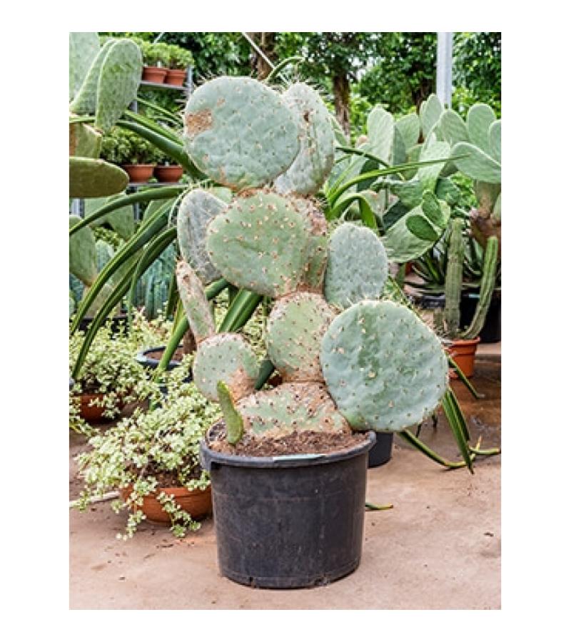 Opuntia cactus robusta L kamerplant