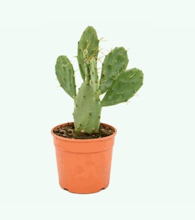 Opuntia cactus vulgaris S kamerplant