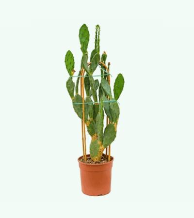Opuntia cactus vulgaris XL kamerplant