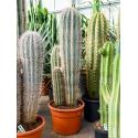 Pachycereus cactus pringlei 3pp kamerplant