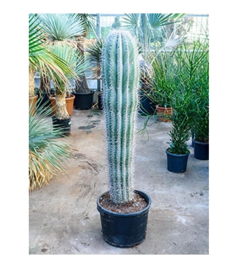 Pachycereus cactus pringlei L kamerplant